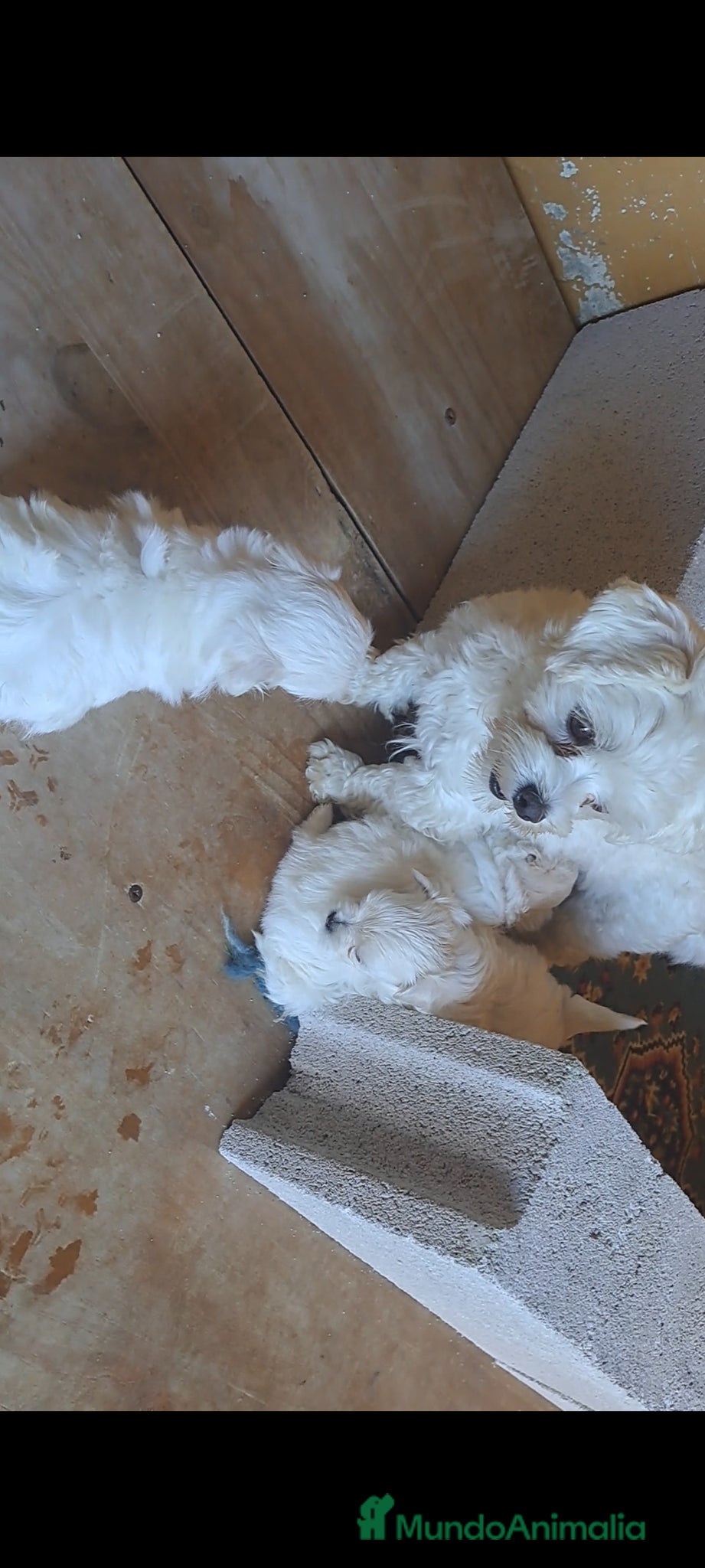 Bichón Maltés perros Bichon maltes  - Anuncio 1