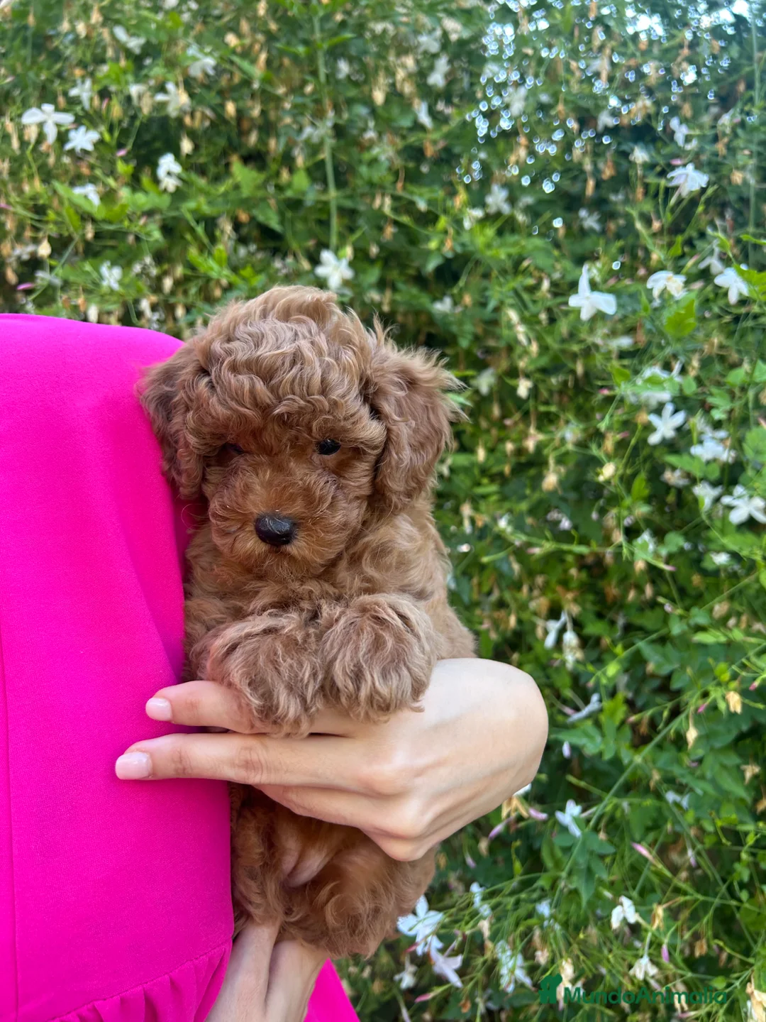 Raza Mixta perros en venta: caniche  - Anuncio 2