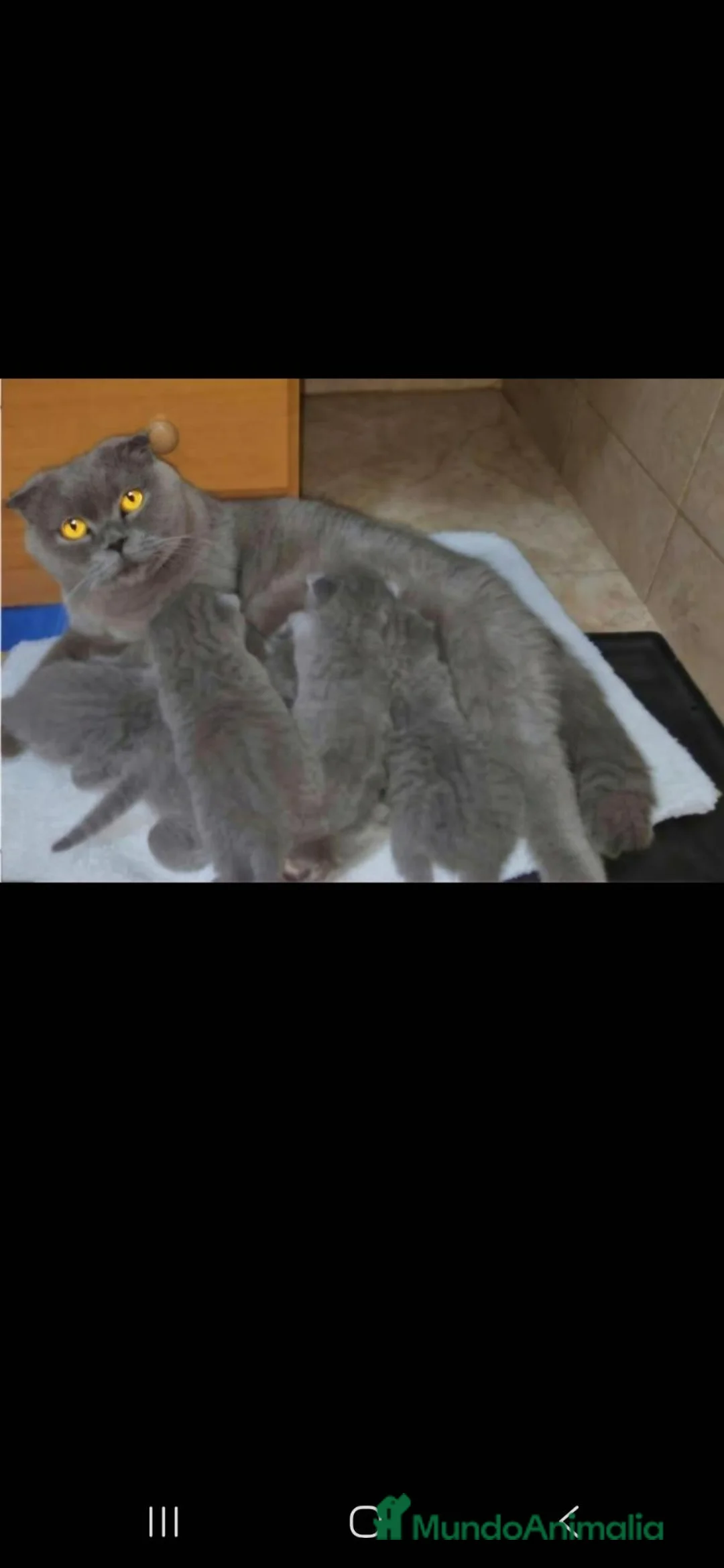 Británico de Pelo Corto gatos en venta: GATOS BRITANICO PELO CORTO  (SCOTTISH FOLD) - Anuncio 1