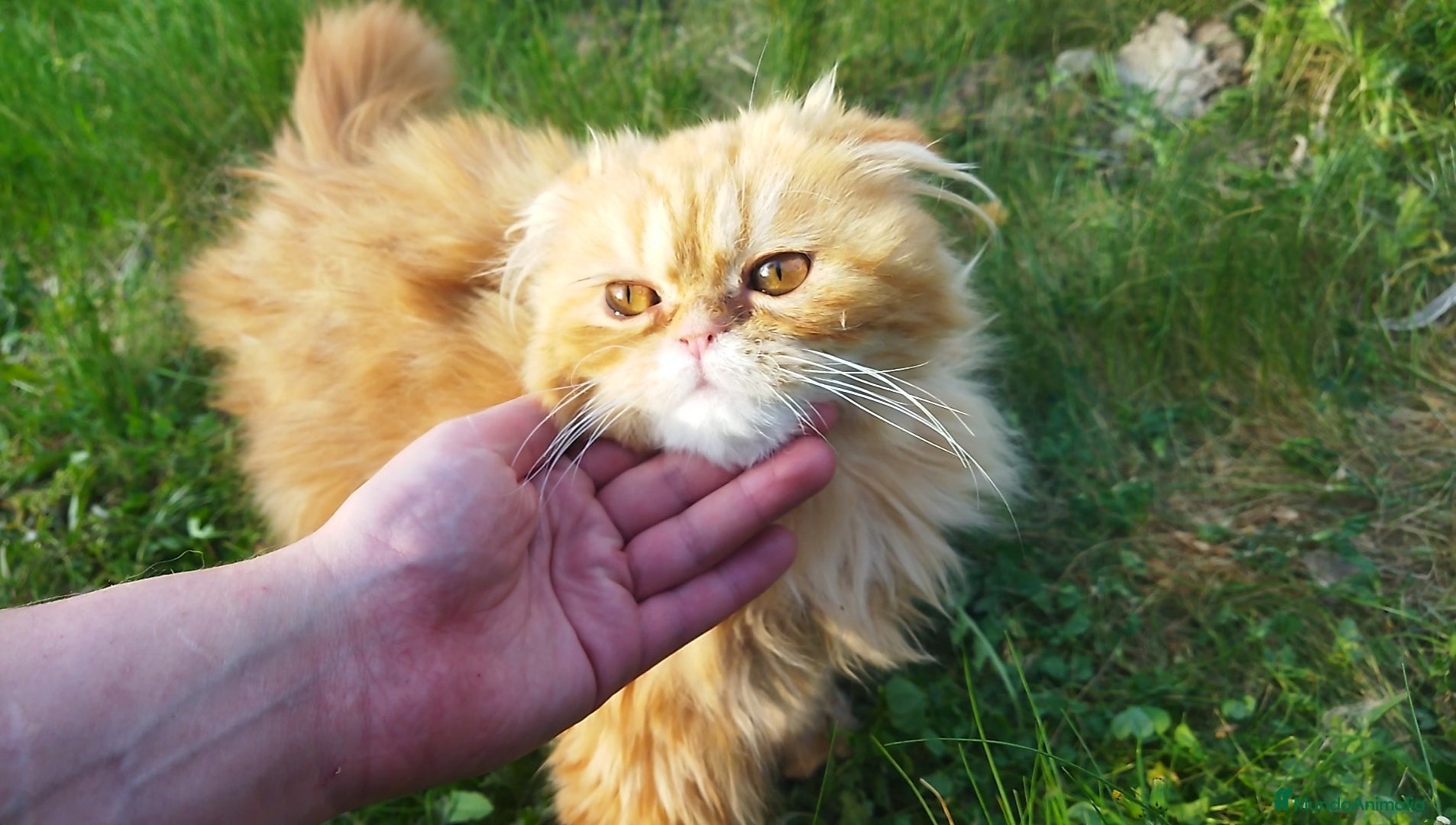 Foldex gatos Espectacular perfold - Anuncio 2