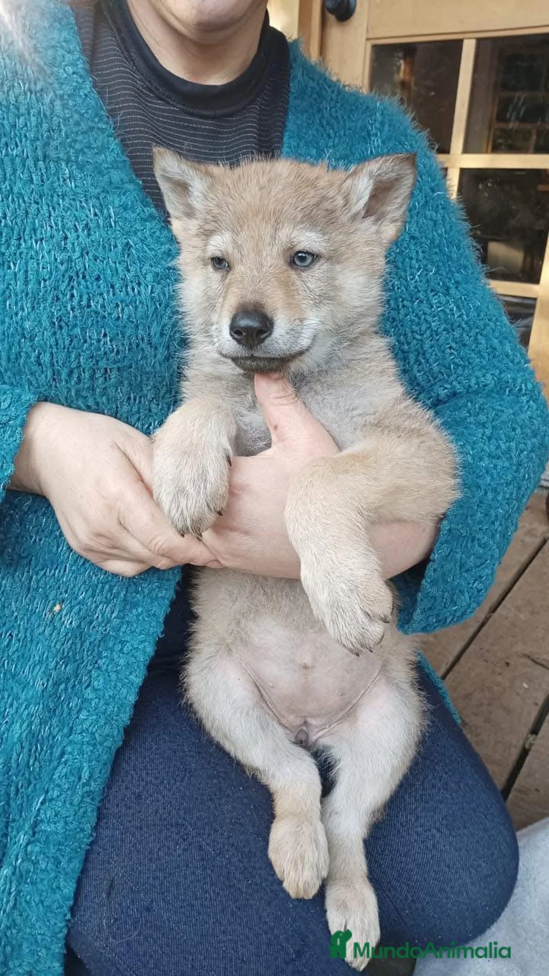 Perro Lobo Checoslovaco perros en venta: Lobos checoslovacos socializados - Anuncio 1