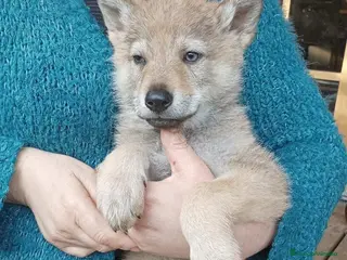 Perro Lobo Checoslovaco perros Lobos checoslovacos socializados - Anuncio 1