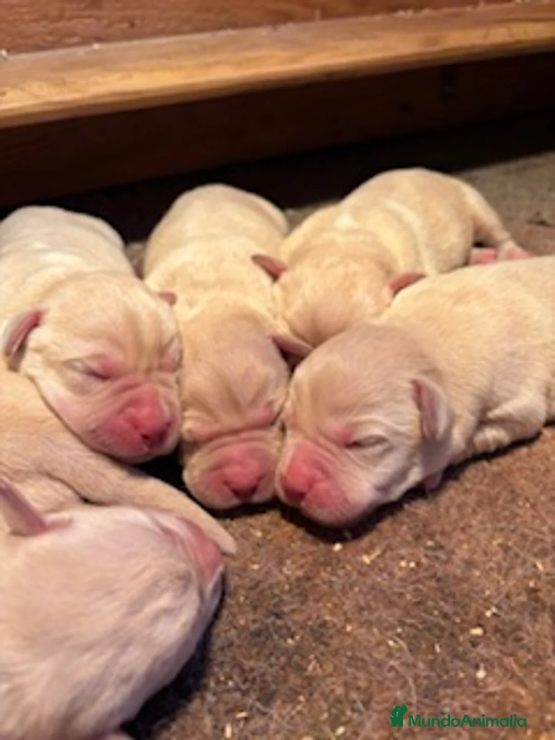 Labrador Retriever perros en venta: LABRADORES - Anuncio 2