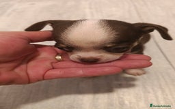 Chihuahua perros en venta: Hembra chihuahua micro Toy  - Imagen 2