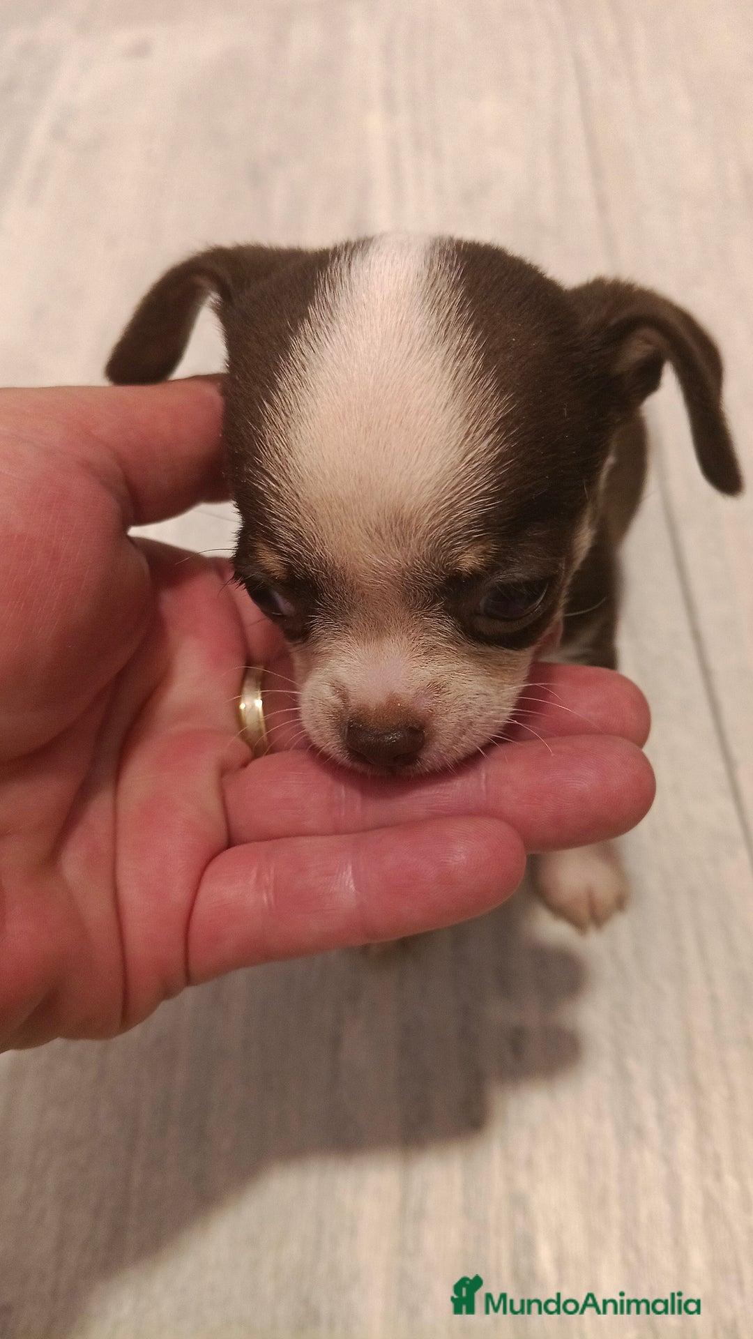 Chihuahua perros en venta: Hembra chihuahua micro Toy  - Imagen 2