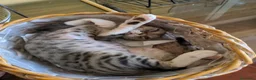 Devon Rex gatos en venta: Preciosos ejemplares de Devon Rex - Anuncio 9