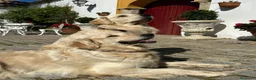 Golden Retriever perros en venta: Cachorros Golden Retriver - Anuncio 6