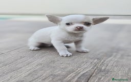 Chihuahua perros en venta: CHIHUAHUA HEMBRA - Imagen 6