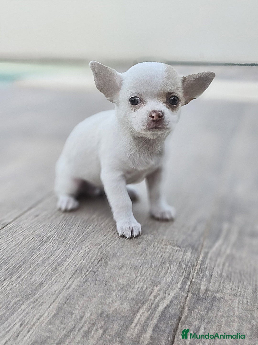Chihuahua perros en venta: CHIHUAHUA HEMBRA - Imagen 6