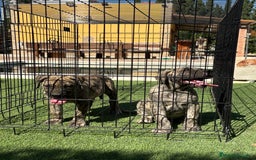 Dogo Canario perros en venta: Cachorros presa canario para guarda - Imagen 8