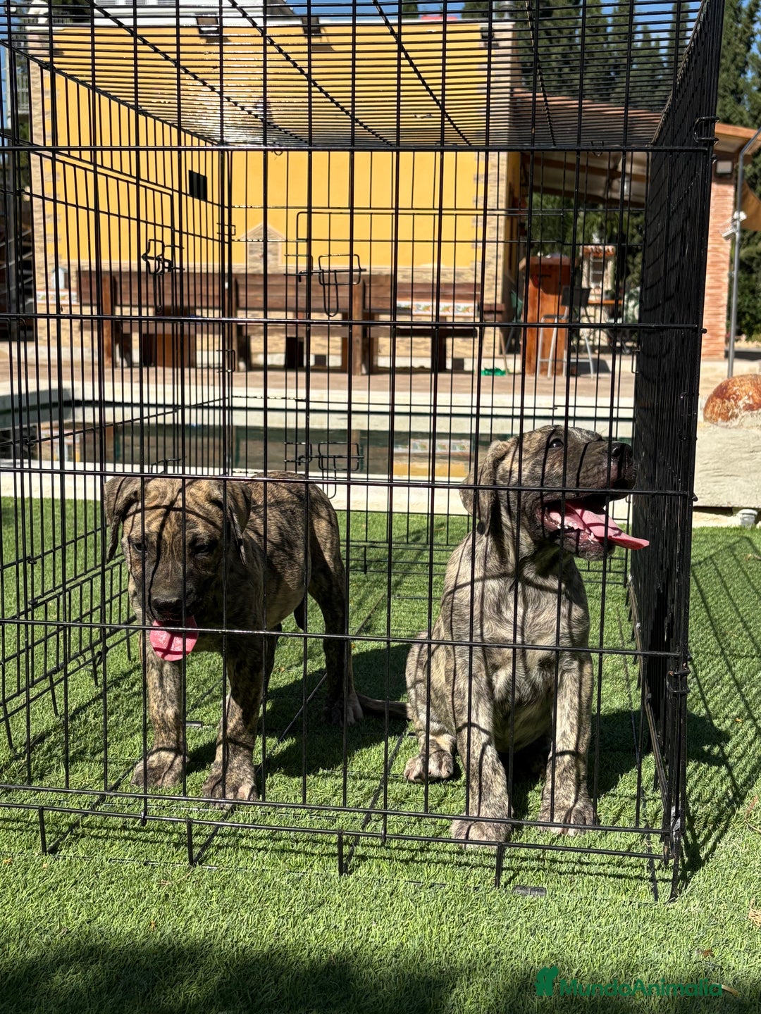 Dogo Canario perros en venta: Cachorros presa canario para guarda - Imagen 8