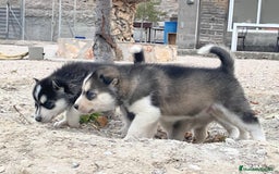 Husky Siberiano perros en venta: Husky Siberiano  - Imagen 5