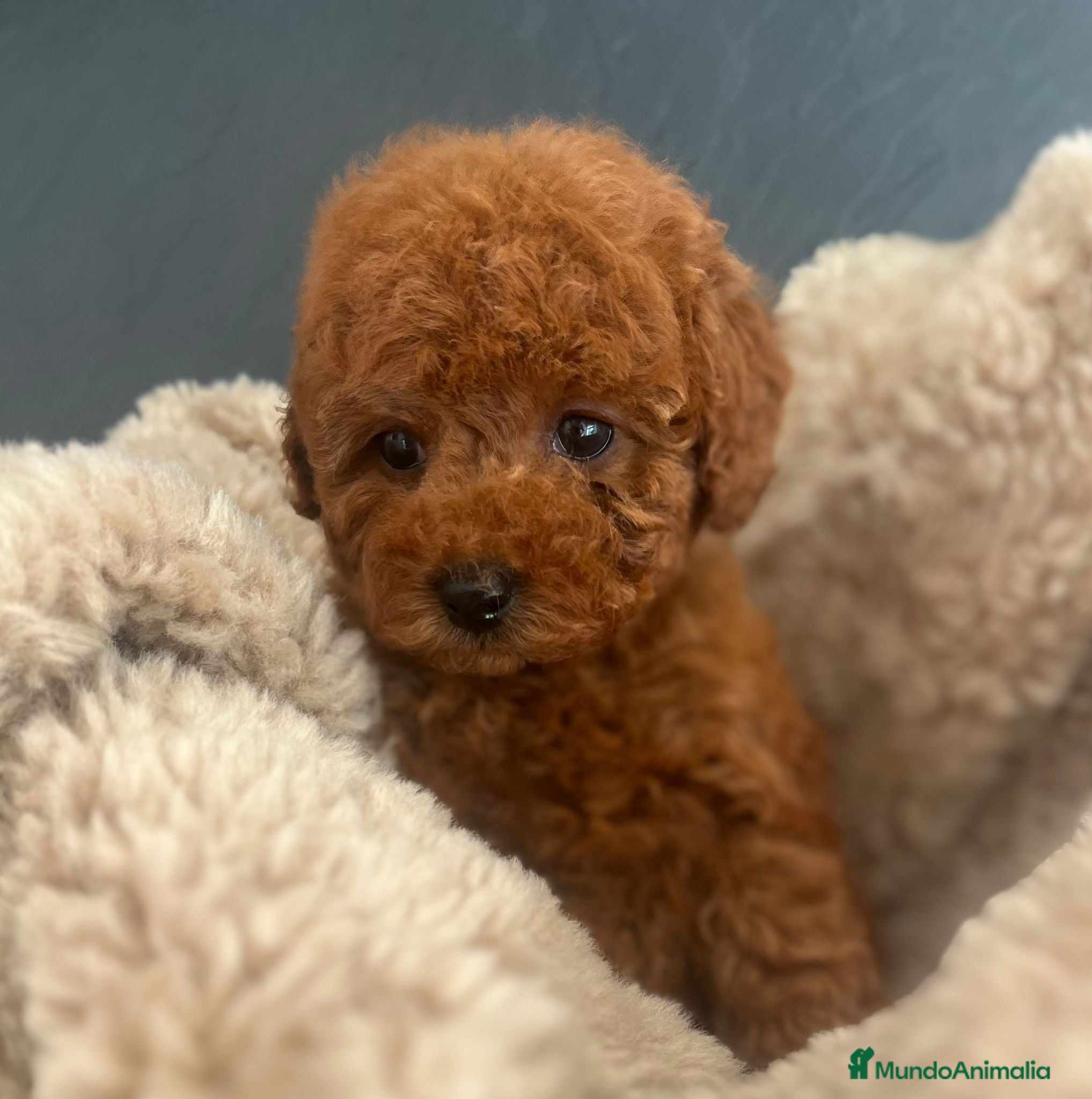 Caniche Toy perros Caniche toy - Anuncio 3