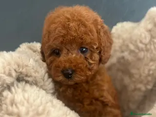 Caniche Toy perros Caniche toy - Anuncio 3