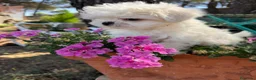 Bichón Maltés perros en venta: Bichon maltés Mini fotos reales y actuales !!! - Anuncio 2