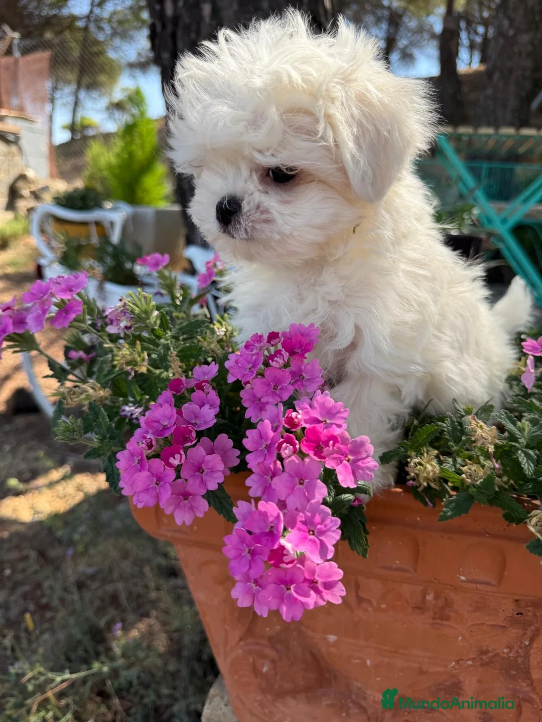 Bichón Maltés perros en venta: Bichon maltés Mini fotos reales y actuales !!! - Anuncio 2