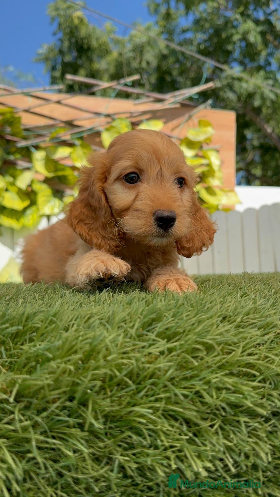 Otras razas perros en venta: Cockapoo hembra - Imagen 2