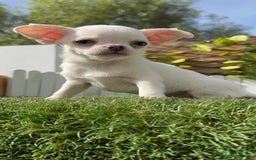 Chihuahua perros en venta: CHIHUAHUA MACHO - Imagen 24
