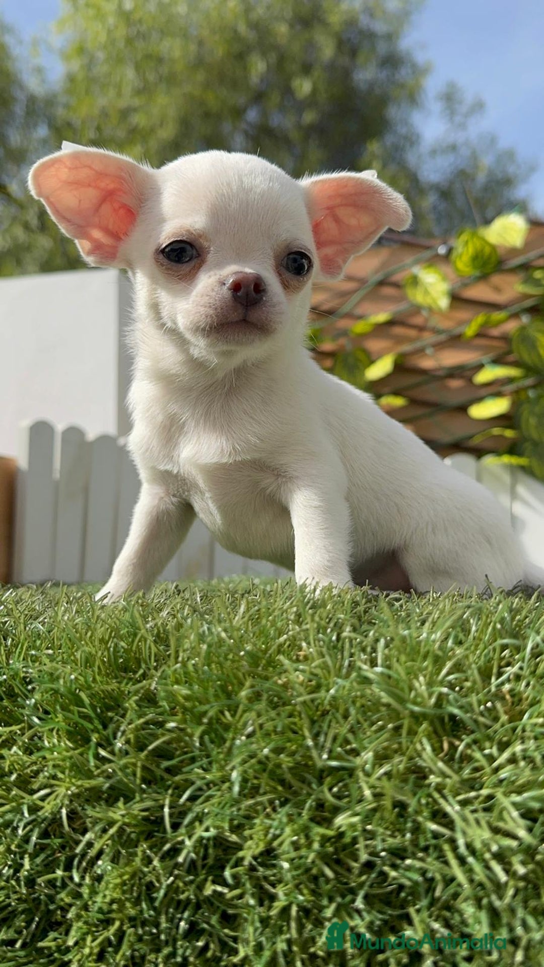 Chihuahua perros en venta: CHIHUAHUA MACHO - Imagen 24