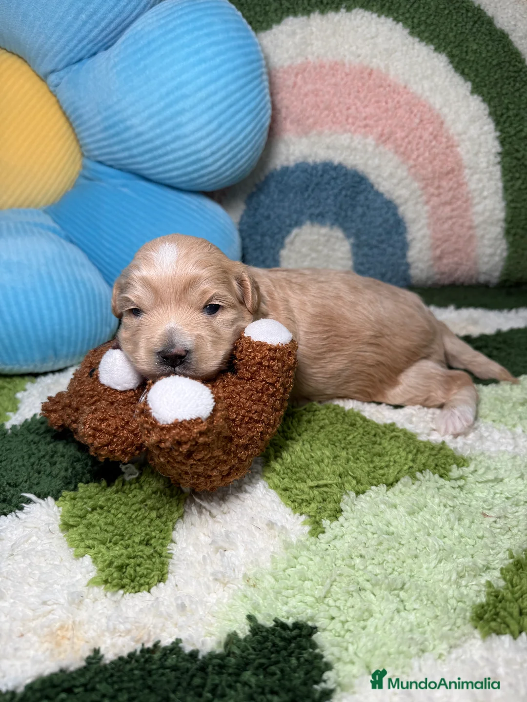Maltipoo perros en venta: Maltipoo Mini Toy - Anuncio 2
