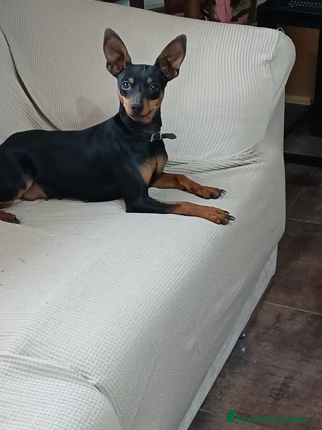 Pinscher Miniatura perros en venta: Mini pinscher - Anuncio 3