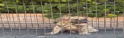Presa Canario perros en venta: Cachorros machos  - Anuncio 3