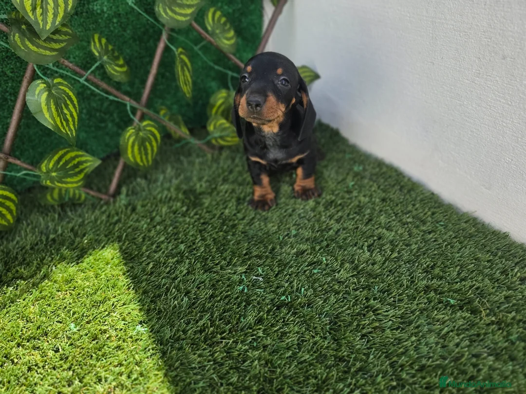 Teckel Miniatura perros en venta: TECKEL MINIATURA & KANNINCHEN  - Anuncio 2