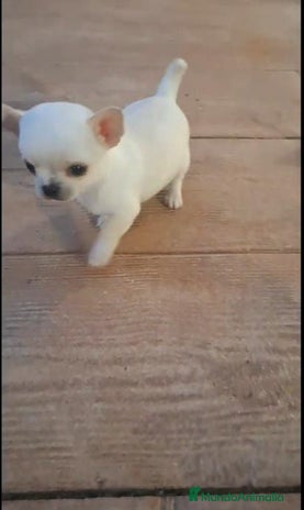 Chihuahua perros en Murcia - Anuncio 12