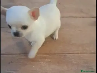 Chihuahua perros IMPRESIONANTES CHIHUAHUAS MINI TOYS en Murcia - Anuncio 28