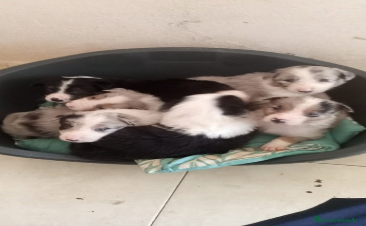 Border Collie perros en Badajoz - Anuncio 18
