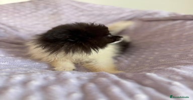 Pomerania perros - Anuncio 1