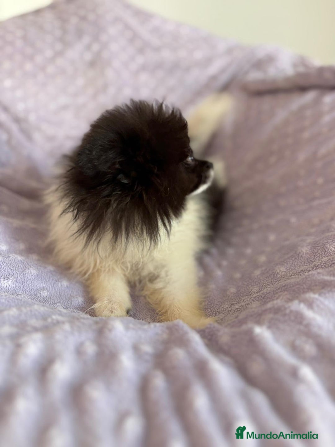 Pomerania perros en venta: Pomerania MICRO TOY  - Imagen 3