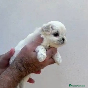 Bichón Maltés perros Exclusivo bichón maltés  - Anuncio 12