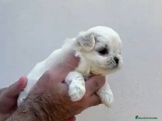 Bichón Maltés perros Exclusivo bichón maltés - Anuncio 4