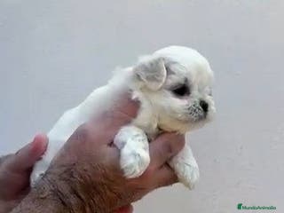 Bichón Maltés perros Exclusivo bichón maltés - Anuncio 30
