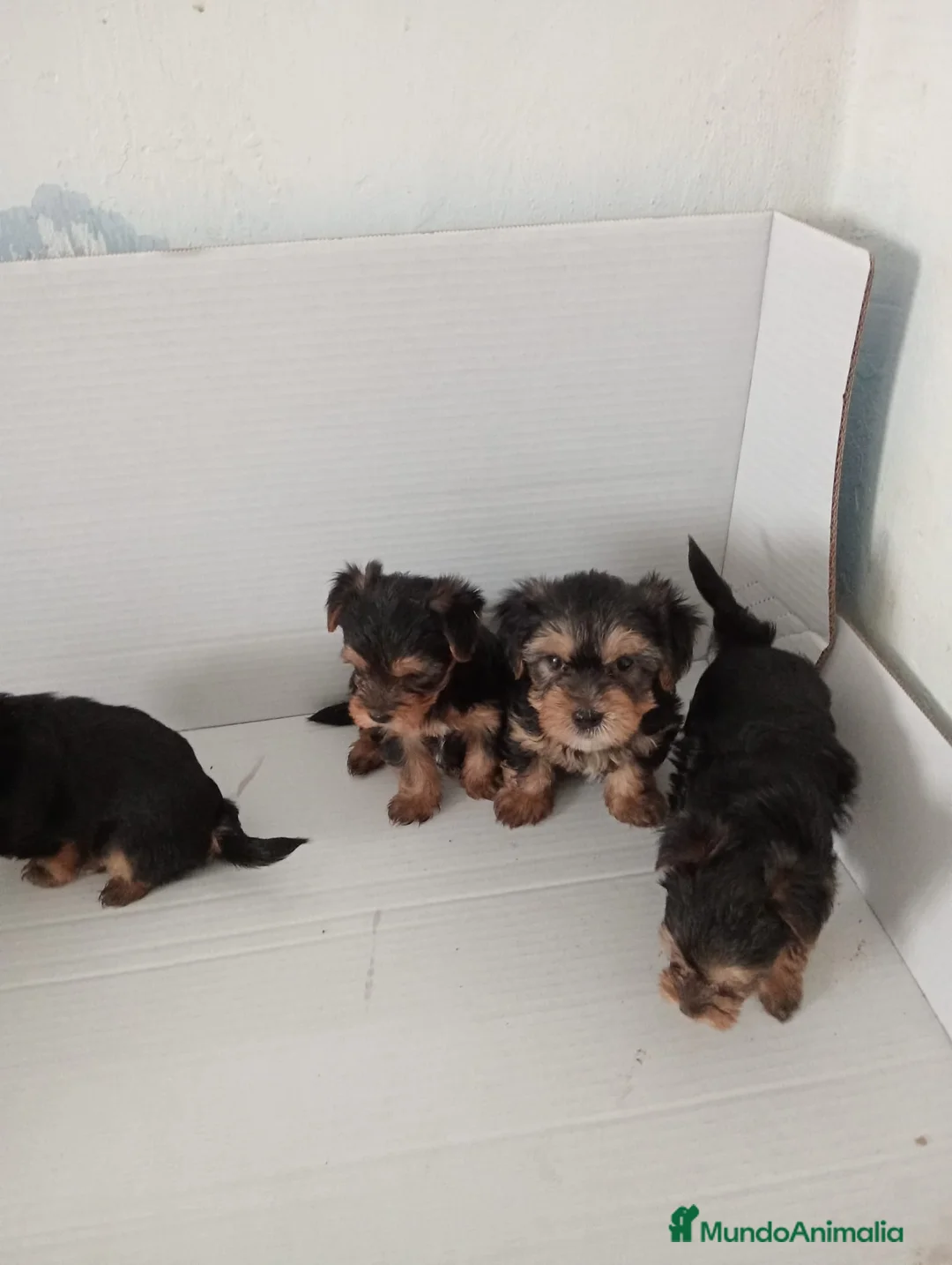 Yorkshire Terrier perros en venta: Yorkshire - Anuncio 5