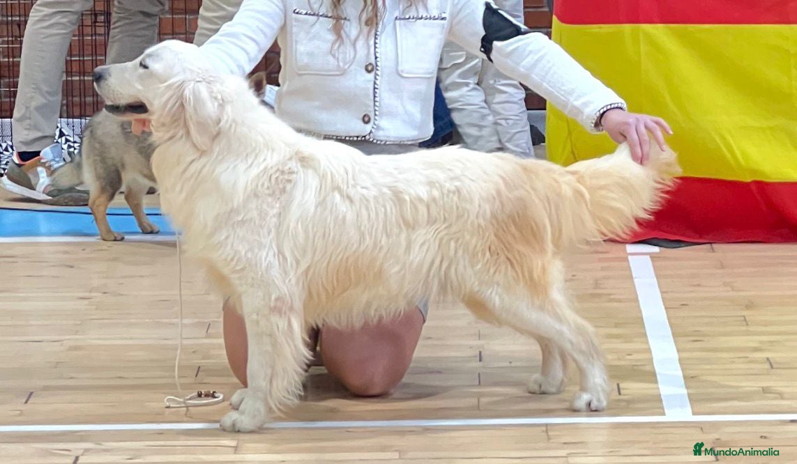 Golden Retriever perros Cachorros de golden retriever  - Anuncio 8