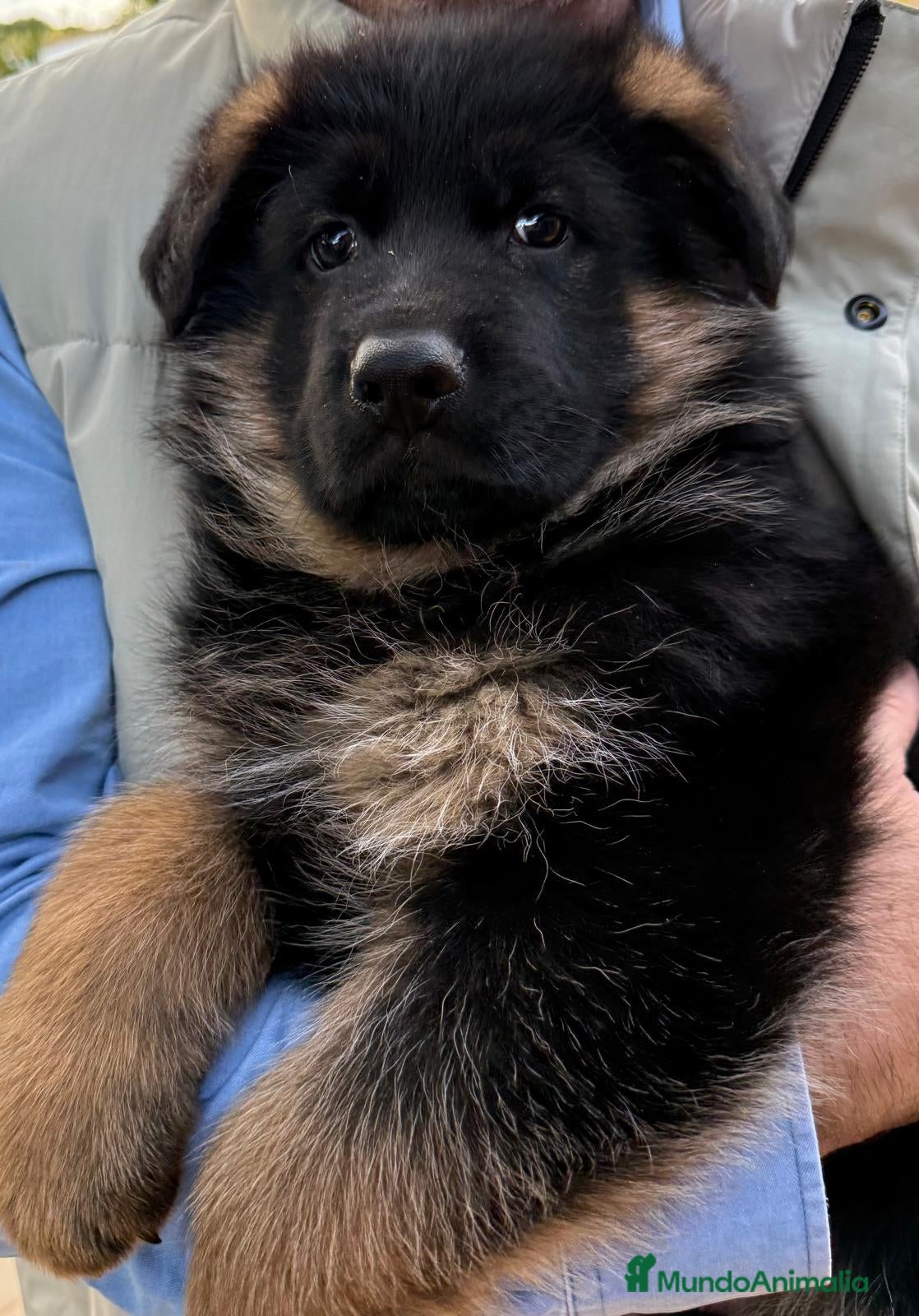 Pastor Alemán perros 🔥 Cachorros Pastor Alemán con Pedigrí  - Anuncio 1