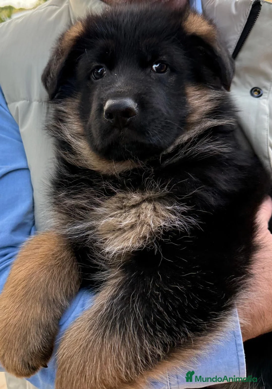 Pastor Alemán perros en venta: 🔥 Cachorros Pastor Alemán con Pedigrí  - Anuncio 2