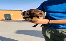 Teckel Miniatura perros en venta: Cachorro Teckel miniatura - Imagen 1