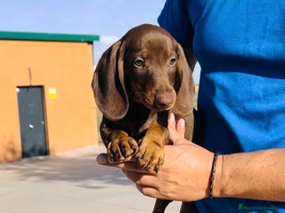 Teckel Miniatura perros - Anuncio 1