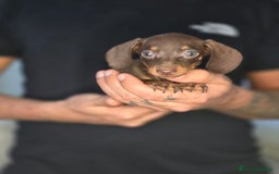 Teckel Miniatura perros en venta: Teckel chocolate inigualables  - Imagen 2