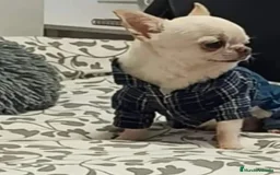 Chihuahua perros en venta: Chihuahua en Sevilla - Anuncio 4