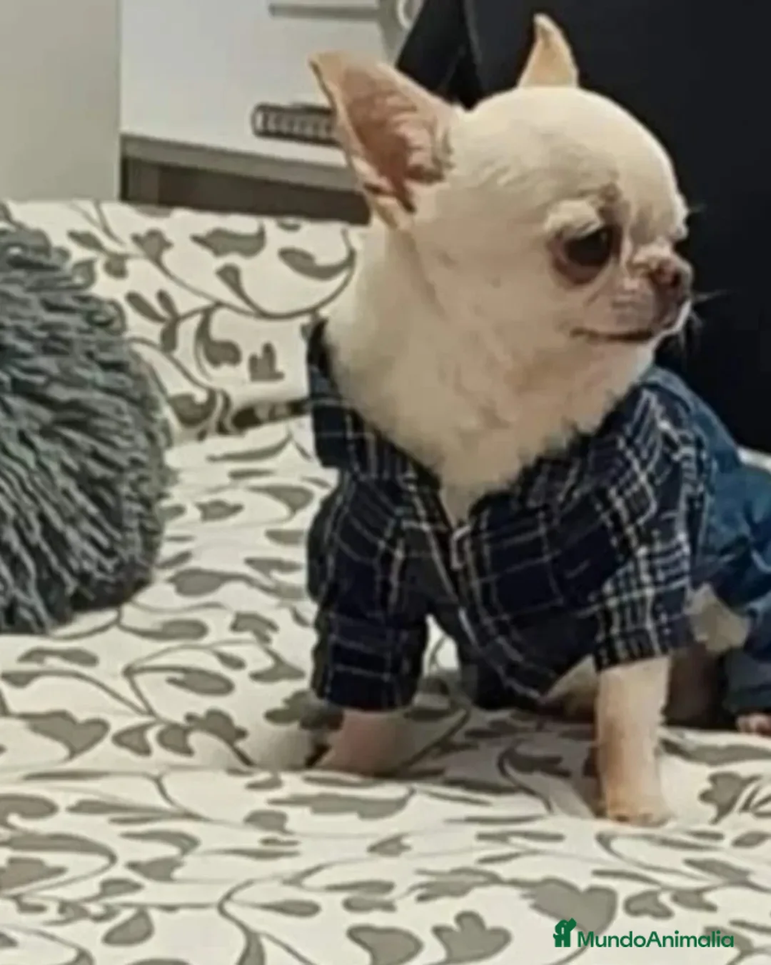 Chihuahua perros en venta: Chihuahua en Sevilla - Anuncio 4