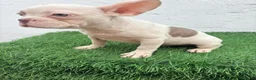 Bulldog Francés perros en venta: Bulldog frances  - Anuncio 8