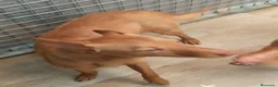 Podenco Andaluz perros en venta: Podenco andaluz  - Anuncio 4