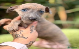 Pequeño Lebrel Italiano perros en venta: Piccolo italiano atigrado - Anuncio 3