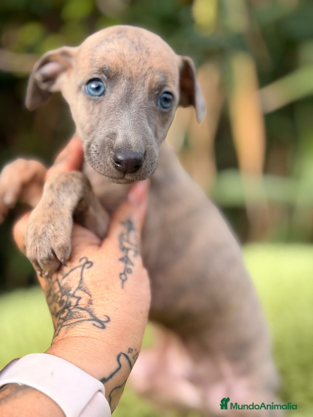 Pequeño Lebrel Italiano perros en venta: Piccolo italiano atigrado - Anuncio 3