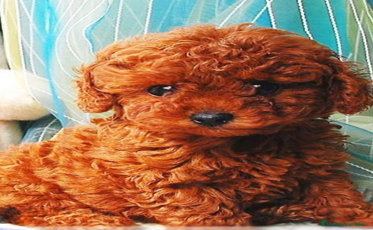 Caniche Toy perros - Propaganda 1