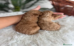 Caniche Toy perros en venta: CANICHE TOY - Imagen 16
